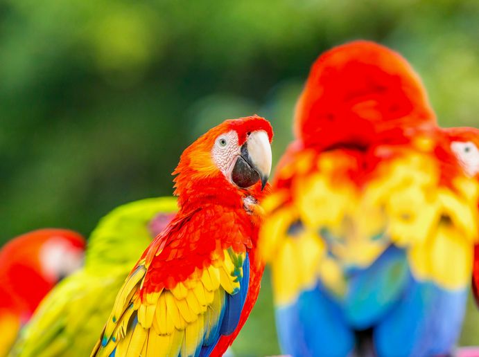 Costa Ricaanse papegaaien